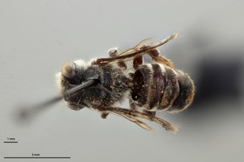 Media type: image;   Entomology 786005 Aspect: habitus dorsal view